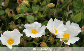 Sageleaf Rockrose