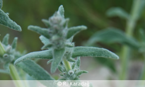 Three-leafed sage