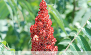 Staghorn Sumac