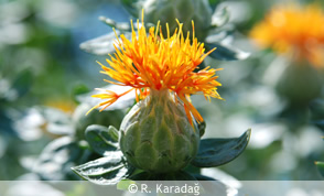 Safflower