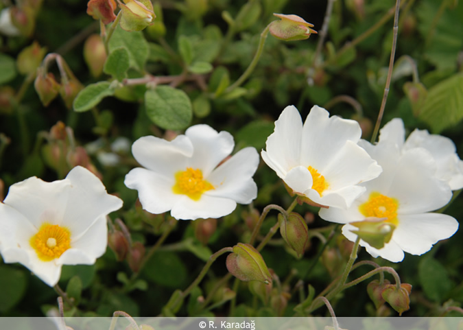 Sageleaf Rockrose