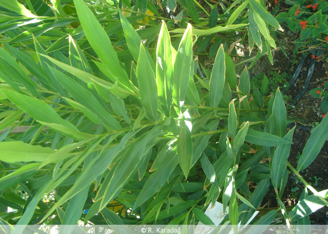 Alpinia Galanga