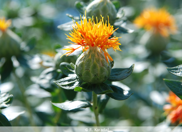 Safflower