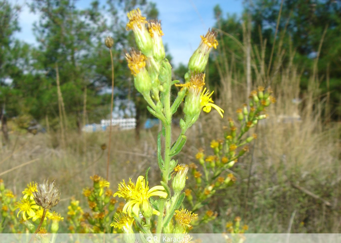 Inula Viscosa