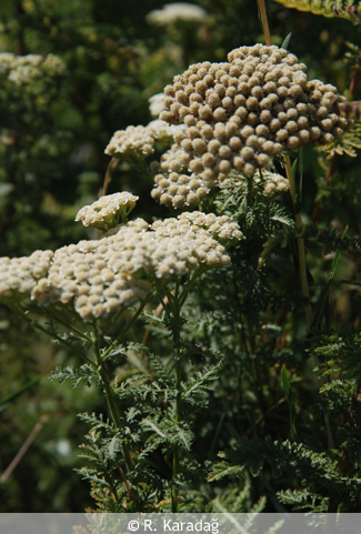 Yarrow