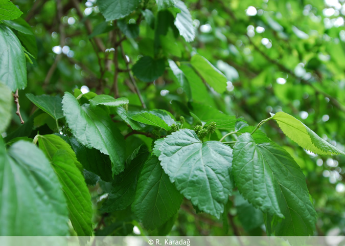 White Mulberry