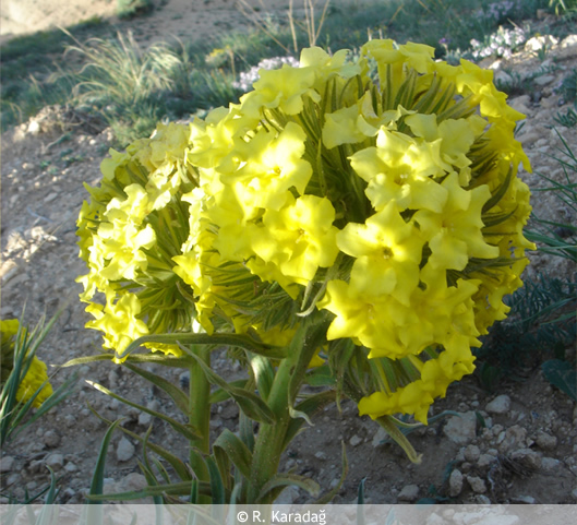 Arnebia densiflora