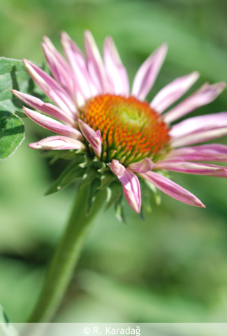 Coneflower