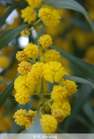 Galega officinalis