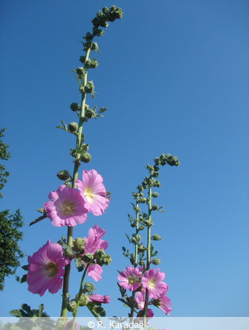 Eastern Hollyhock