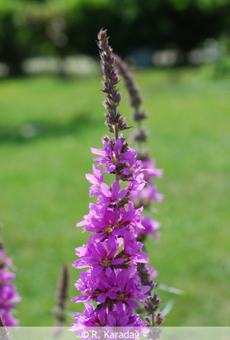 Purple loosestrife