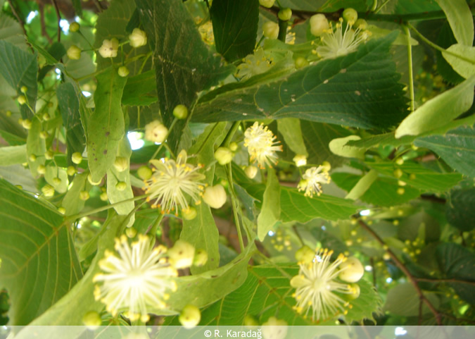 Tilia argentea