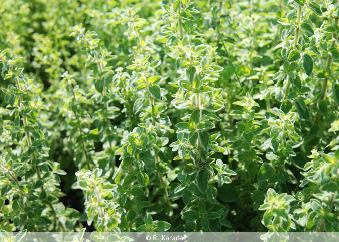 Wild marjoram