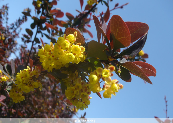 Berberis