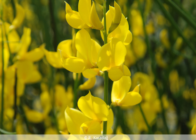 Spanish Broom