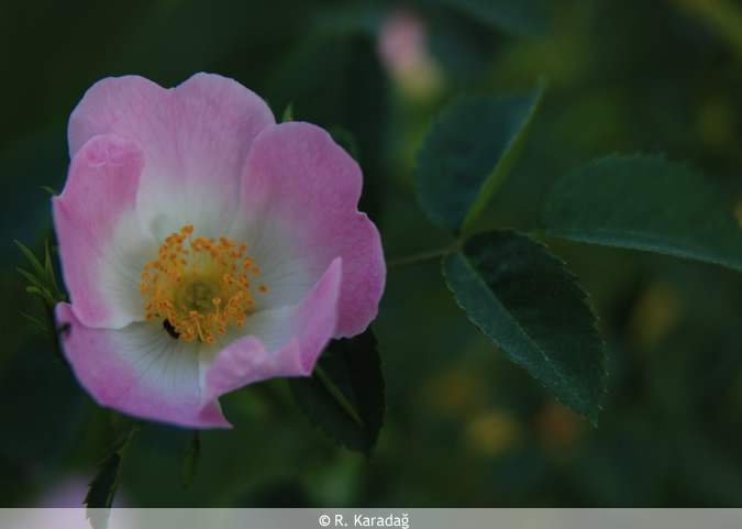 Dog Rose