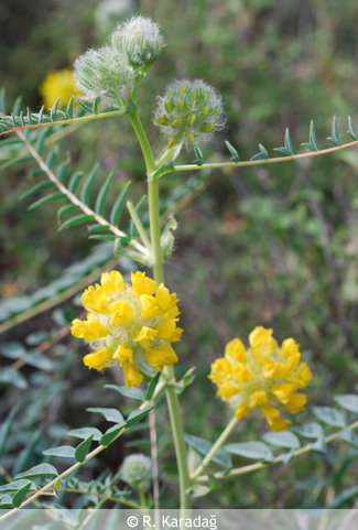 Astragalus ponticus