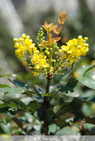 Mahonia