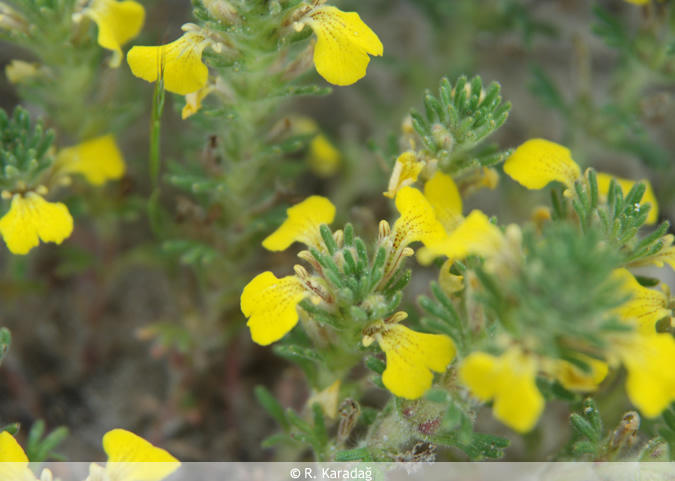 Yellow bugle