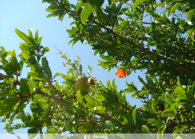 Pomegranate