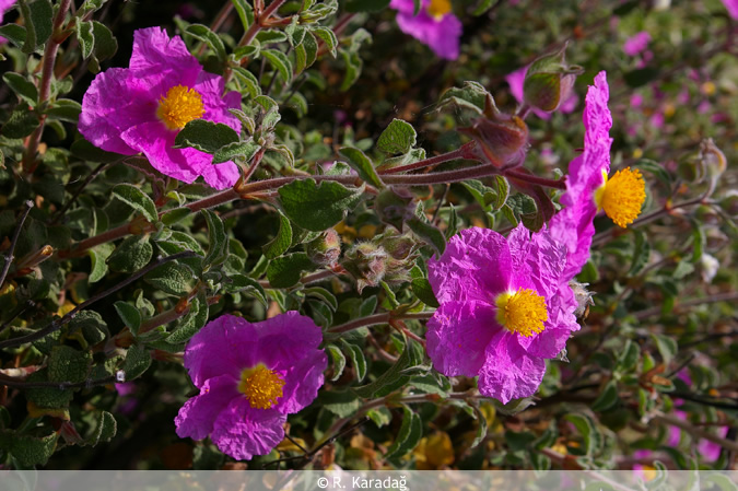 Cretan rockrose