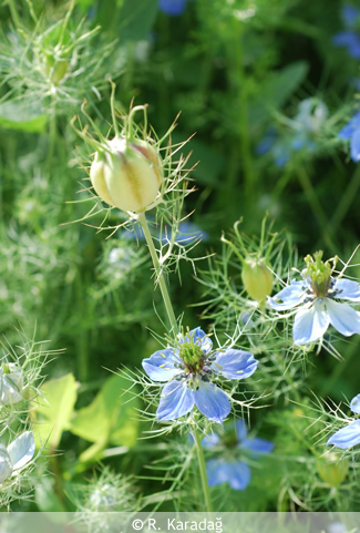 Damascus nigella