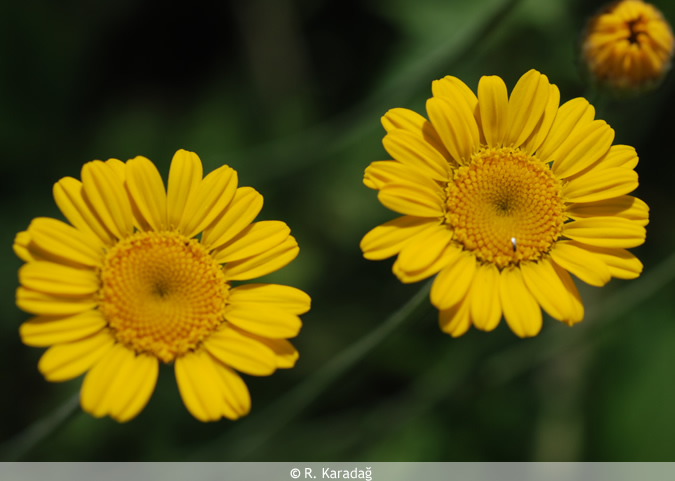 Golden Marguerite