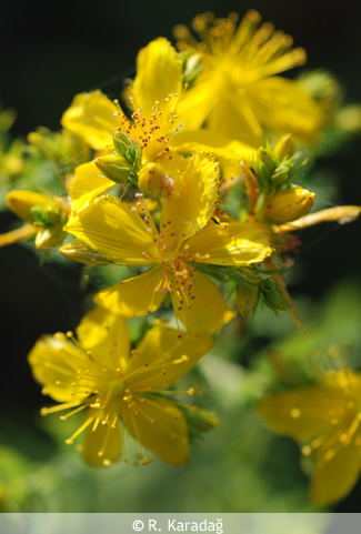 St. John's Wort