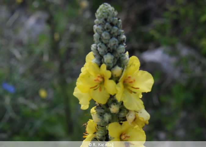 Mullein