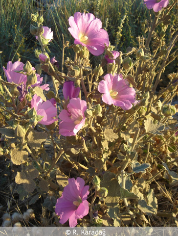 Hairy Mallow