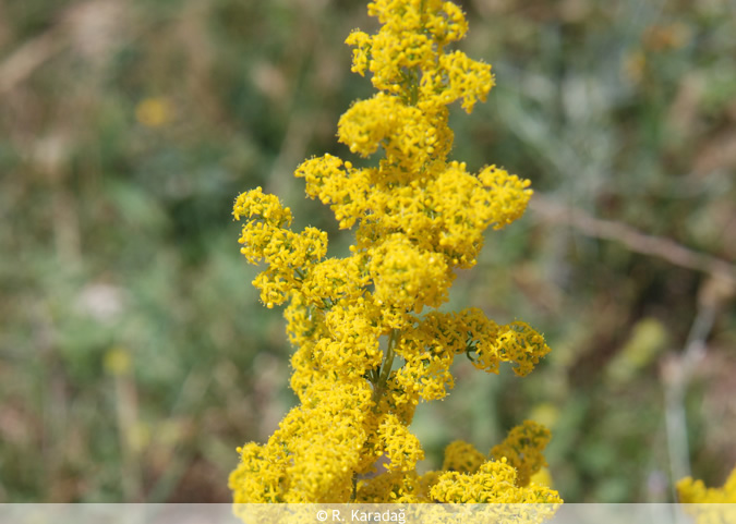 Yellow bedstraw