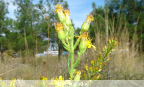 Inula Viscosa