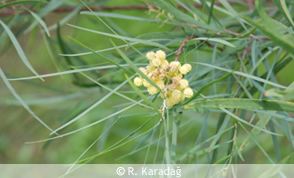 Caesalpinia