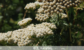 Yarrow