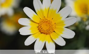 Chrysanthemum