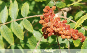 Sicilian sumac