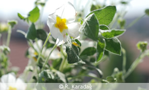 Garland flower