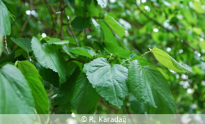 White Mulberry