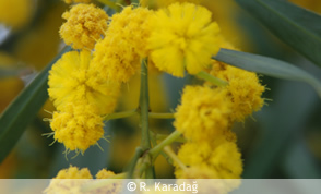 Galega officinalis