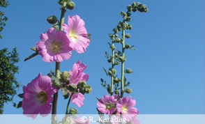 Eastern Hollyhock