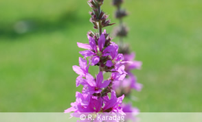 Purple loosestrife