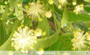 Tilia argentea