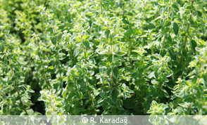 Wild marjoram