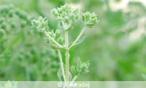 Oregano