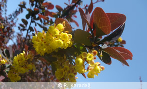 Berberis