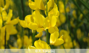 Spanish Broom