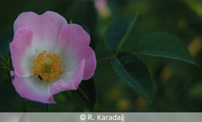 Dog Rose