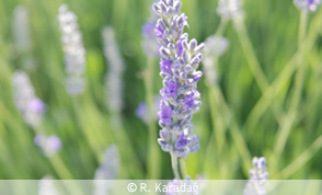 Lavandula Sp.