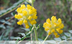 Astragalus ponticus