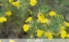 Yellow bugle